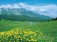 Kashmir conjures up images of splendor & delight. The green meadows, the Lotus lakes, the snow capped mountains unfold its scenic treasure. This site takes you for a journey through this paradise. 