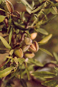 Almond.