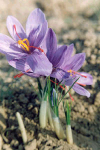 Saffron