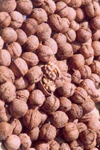 Walnut