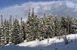 Snow covered Pine Trees at the Hill resort - Gulmarg. Snow covered Chinar Trees.