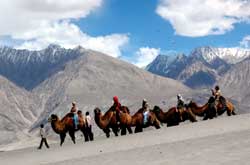 Bactrian Camel Safari in Nubra