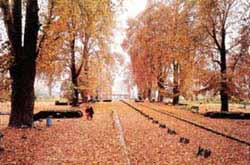 A view of Kashmir during Autumn.